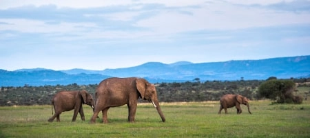 Safaris en Kenia